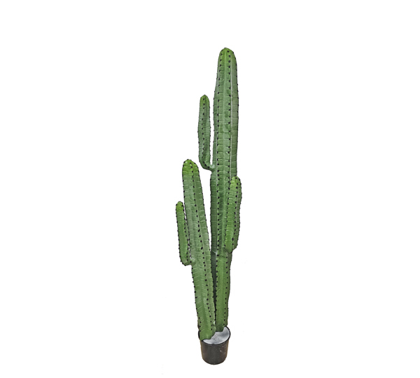 Cactii- Arizona Cactus 1.6m dbl-stem